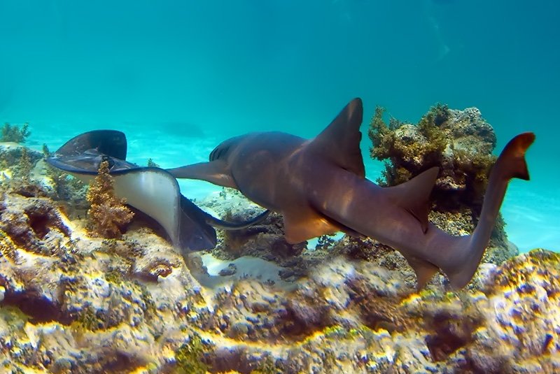 Catalina Island and Snorkeling with Catamaran Party From Punta Cana - Half Day Experience - Image 3