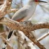 Birdwatching in Los Haitises National Park — изображение 55