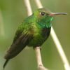 Birdwatching in Los Haitises National Park — изображение 54