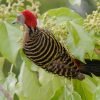 Birdwatching in Los Haitises National Park — изображение 48