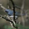 Birdwatching in Los Haitises National Park — изображение 35