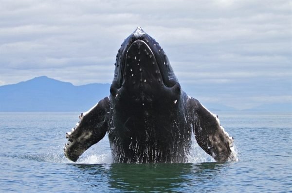 Excursión de Observación de Ballenas Samaná + Cayo Levantado (Bacardi Island).
