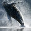 Samaná Whale Watching From Las Terrenas Hotels. Half Day Trip For Whale Watching. - Image 15