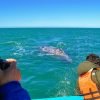 Excursion Whale Watching + Cayo Levantado from Punta Cana/Cap Cana (Private Tour) - 图片 9