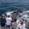 Excursion Whale Watching Samaná bay + Cayo Levantado  from Puerto Plata (Private Transportation) - 图片 13