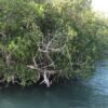 Saona Island: Beach & Natural Pool Small-Group Tour w/ Lunch – Image 12