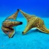 Saona Island From Punta Cana - Image 7